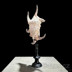 Mořský hlemýžď na stojanu, 34cm