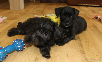 Peruánský naháč bez PP