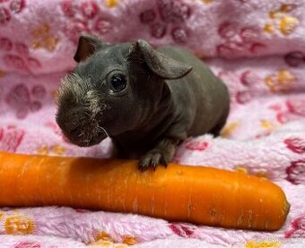 Skinny morče, sameček s PP