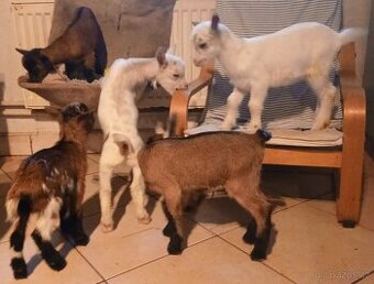 ZAKRSLÉ HOLANDSKÉ KOZY - RUČNĚ DOKRMENÁ KŮZLATA