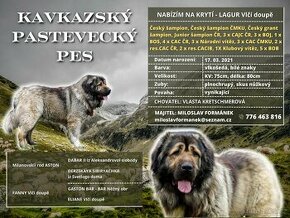 Kavkazský pastevecký pes - 1