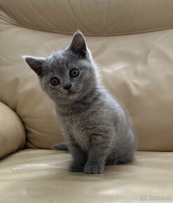 britska koťata - modra