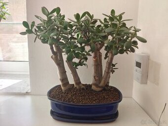 Bonsai lesík tlustice