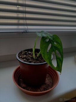 Monstera adansonii