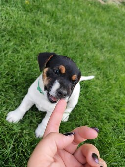 Jack Russel teriér
