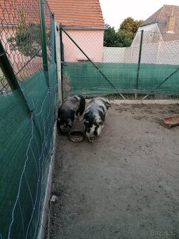 Kune kune