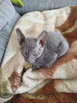 Cornish rex koťátka