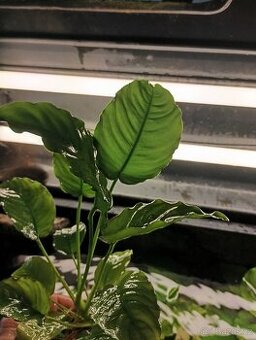 Anubias - 1