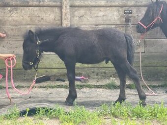 Shetland pony s pp hřebeček