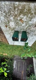 Lindera vonná - lindera benzoin