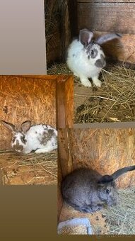 Králíci - samci a samice