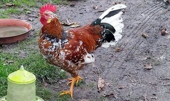 Švédská květina-zatím zamluveno