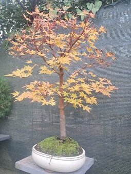 bonsaj ,bonsai Javor