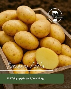 Brambory Adéla na uskladnění