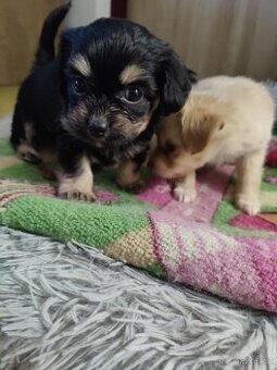 Štěňátka hledají milující domov