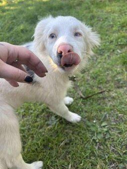 Štěňátko k adopci