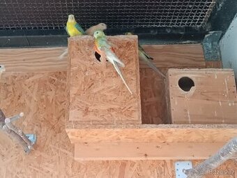 Papoušek zpěvavý - chovný pár