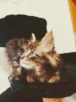 Mainské mývalí koťátka bez pp