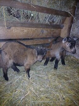 Holandská zakrslá koza