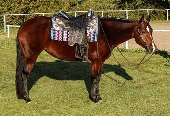 Překrásná 8-mi letá kobyla plemene AQH, zbarvení BAY