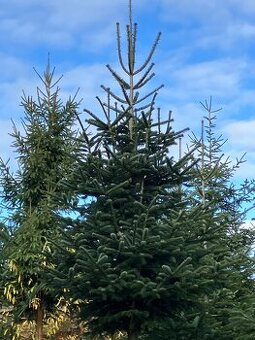 Jedle kavkazská - vánoční stromek nad 300 cm