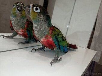 Pyrura rudobřicha ručně dokrmené Brno