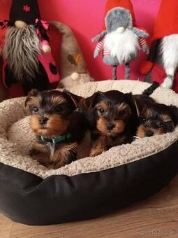 Jorkšírský teriér