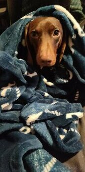 Trpasličí jezevčík čokoládový ke krytí