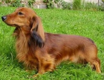 Sháním fenku Jezevčíka trpasličího dlouhosrstého