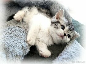 Britská stříbřitá kresbová koťátka s PP, "whiskas"