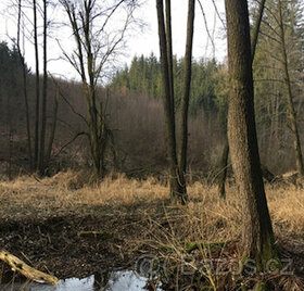 Lesní pozemek Vilémov, Hostovlice - 1