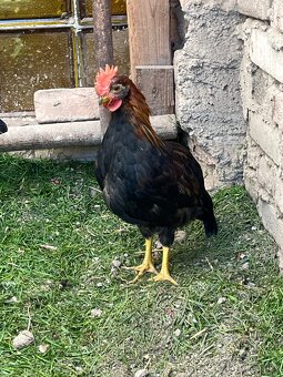 Vlaška koroptví