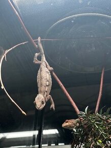 Chameleon Pardali