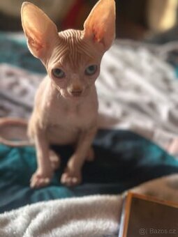 Kanadský sphynx tří měsíční kocourky