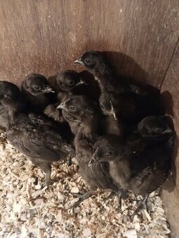 Ayam cemani - kuřata
