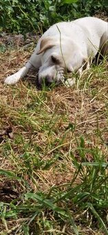 Fenka labrador