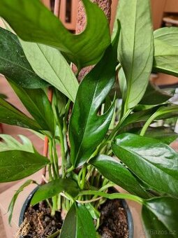 Epipremnum 2 druhy-.Baltic blue a Kujang flame
