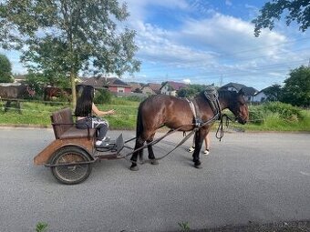 Slezský Norik klisna