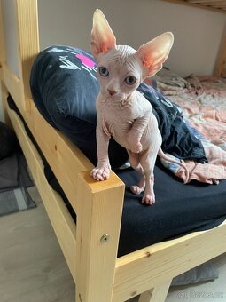Sphynx kocourek