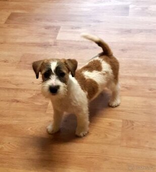 JACK RUSSELL TERIER - štěnatka s PP.