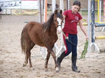 Klisnička Welsh pony, sekce B na prodej