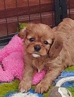 Kavalír king charles spaniel - štěňátka