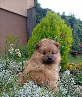 Pomeranian mini Boo