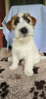 Jack Russell terrier