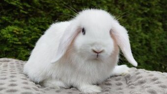 Zakrslý beránek, králíček, králík - HOLLY