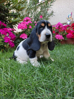 Basset hound, Basset, Baset