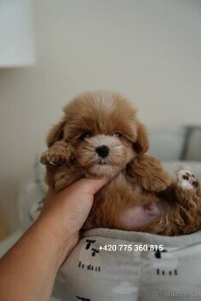 Chlapeček Maltipoo mini