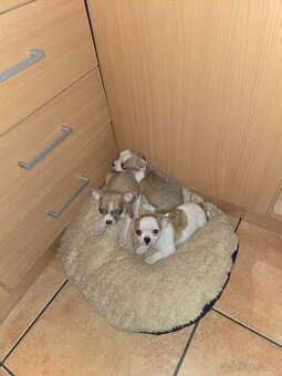 ČIVAVA KRÁTKOSRSTÁ FENEČKY