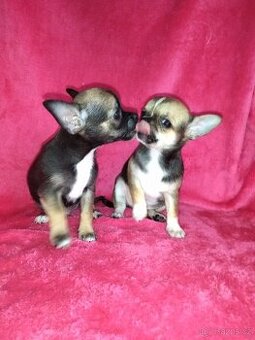 Čivava krátkosrstá