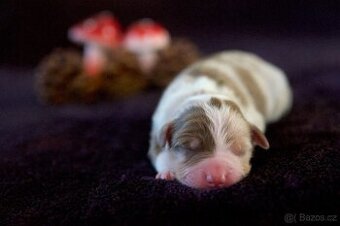 Miniaturní americký ovčák s PP (FCI)